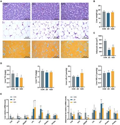 Candida tropicalis ZD-3 prevents excessive fat deposition by regulating ileal microbiota and bile acids enterohepatic circulation in broilers